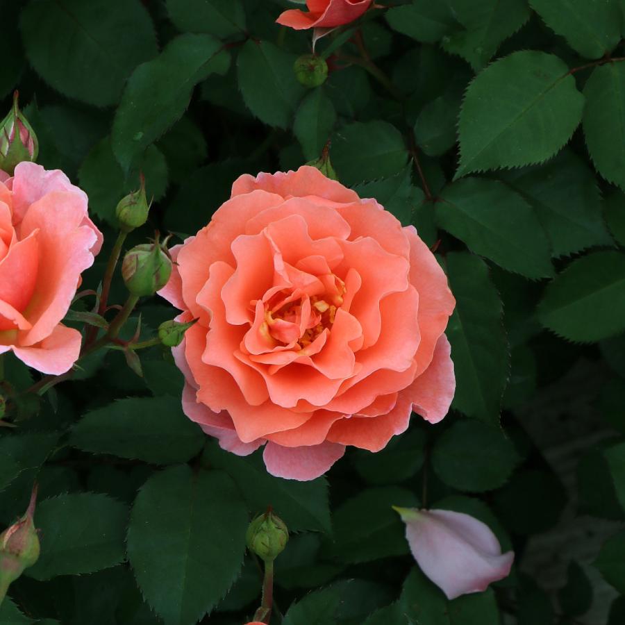 バラ苗 予約新苗 2026 サンセット グロウ Sunset Glow 国産ノイバラ台