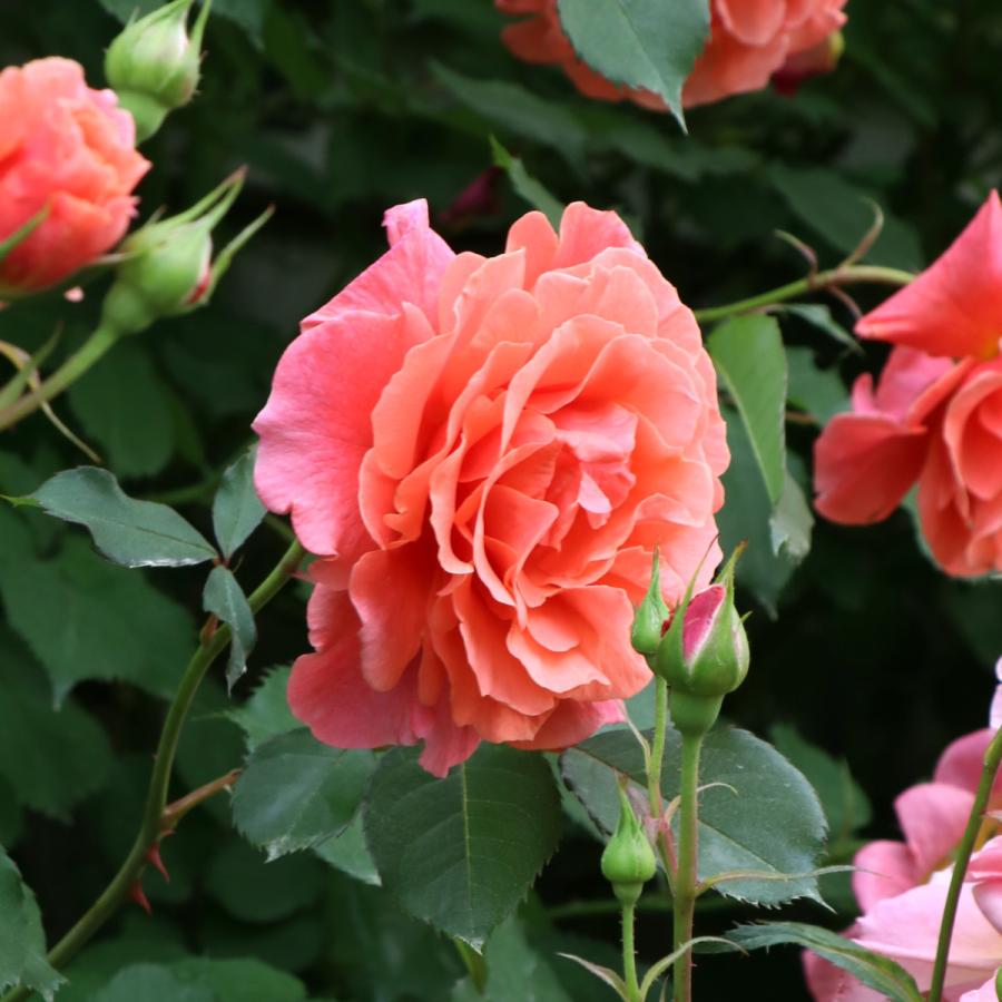 バラ苗 予約新苗 2026 サンセット グロウ Sunset Glow 国産ノイバラ台