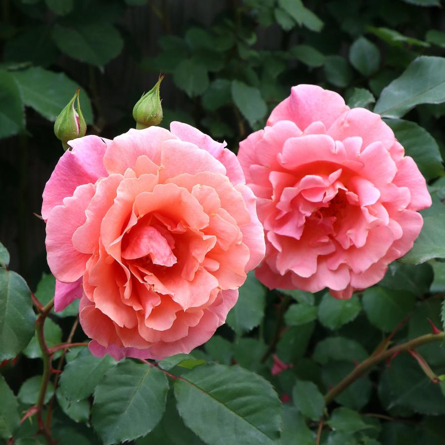 バラ苗 予約新苗 2026 サンセット グロウ Sunset Glow 国産ノイバラ台