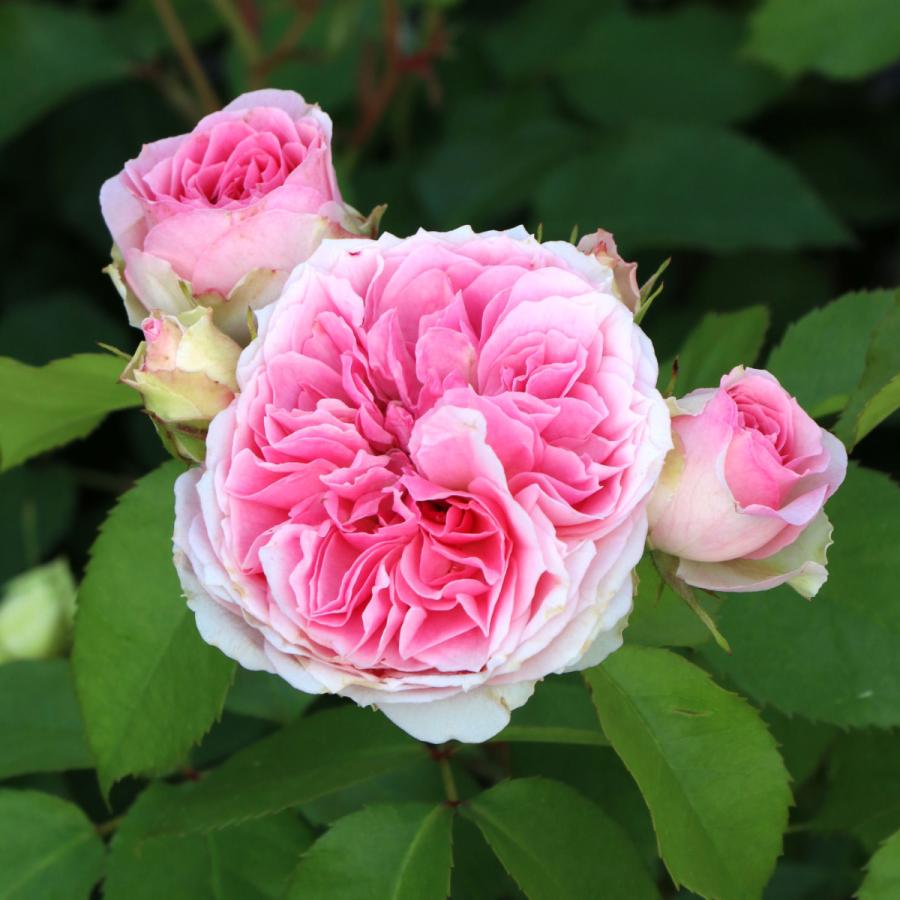 080116 請願成就✨天然ローズクォーツ薔薇彫りミサンガ