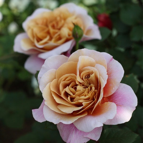 バラ苗 予約新苗 2026 ディスタント ドラムス Distant Drums 国産