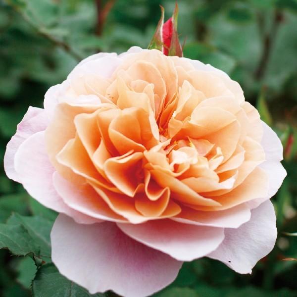 バラ苗 予約新苗 2026 ディスタント ドラムス Distant Drums 国産