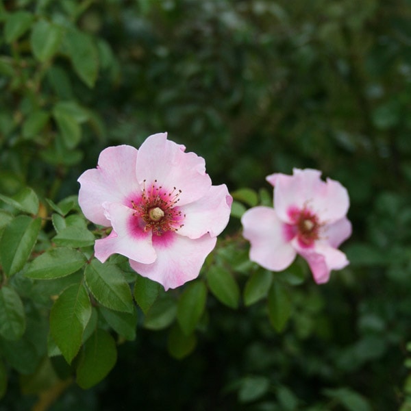 コメント下さい✦まずは2苗のみ☆バラ苗✦ꕥ。.予約ꕤ‿ꕤ.。 バラ苗（予約）