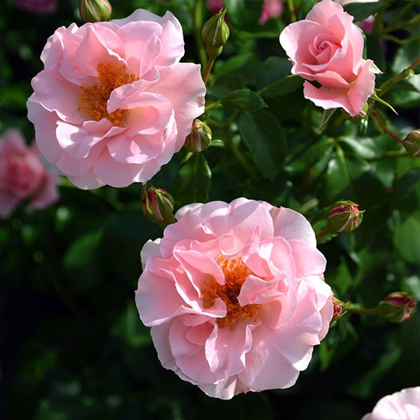 切り花品種バラ苗　レアバラ 　大苗VICTORIAN CLASSI♡ Rose 切り花品種バラ苗 レアバラ 大苗VICTORIAN CLASSI♡ Rose