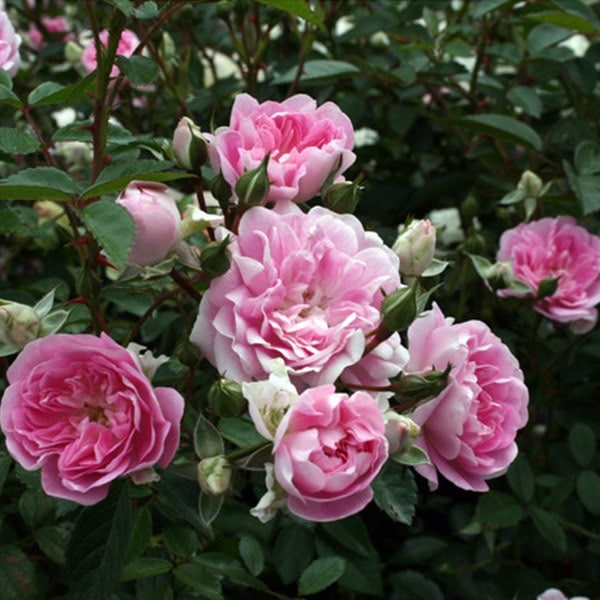 バラ苗 予約大苗 2026 芽衣 めい Mei 国産ノイバラ台木使用 | 価格から