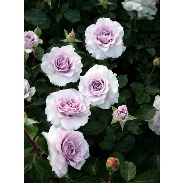 バラ苗 予約新苗 2026 ニュー ウェーブ New Wave 国産ノイバラ台木使用