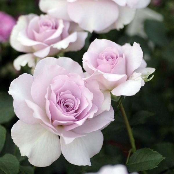 バラ苗 予約新苗 2026 ニュー ウェーブ New Wave 国産ノイバラ台木使用