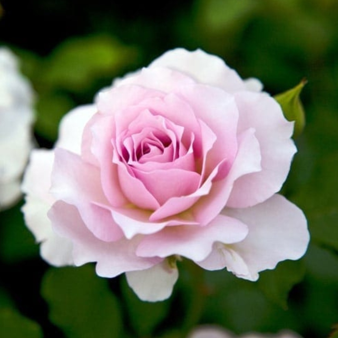 4_000000004633.jpg?1755070549