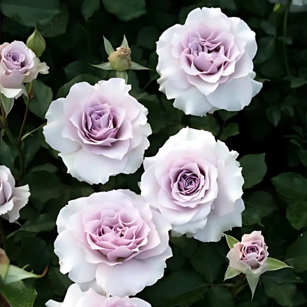 バラ苗 予約新苗 2026 ニュー ウェーブ New Wave 国産ノイバラ台木使用