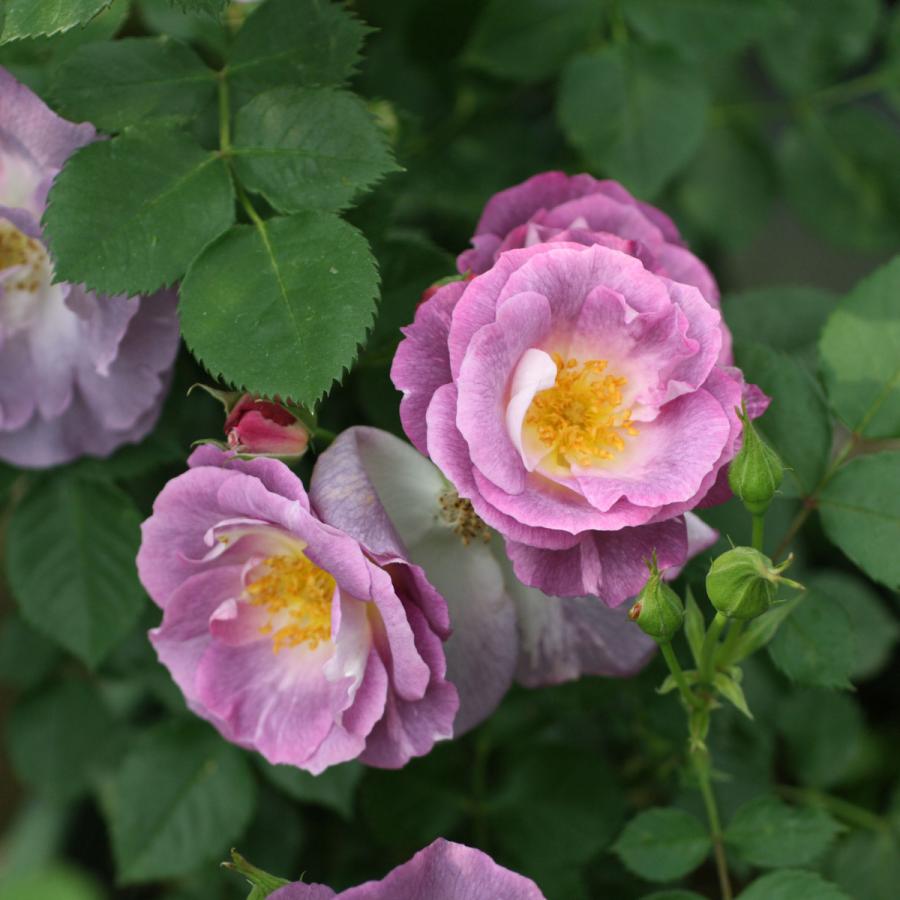 バラ苗 予約新苗 2026 ブルー フォー ユー Blue For You 国産ノイバラ