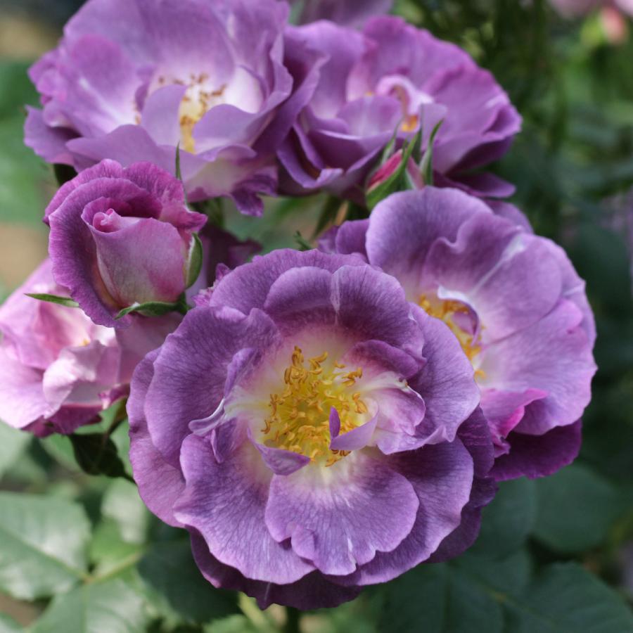 ♡NICO様♡ご予約　バラ苗 ♡NICO様♡ご予約 バラ苗