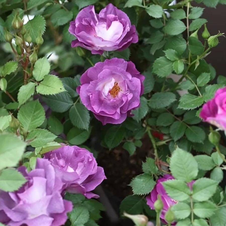 バラ苗 予約新苗 2026 ブルー フォー ユー Blue For You 国産ノイバラ