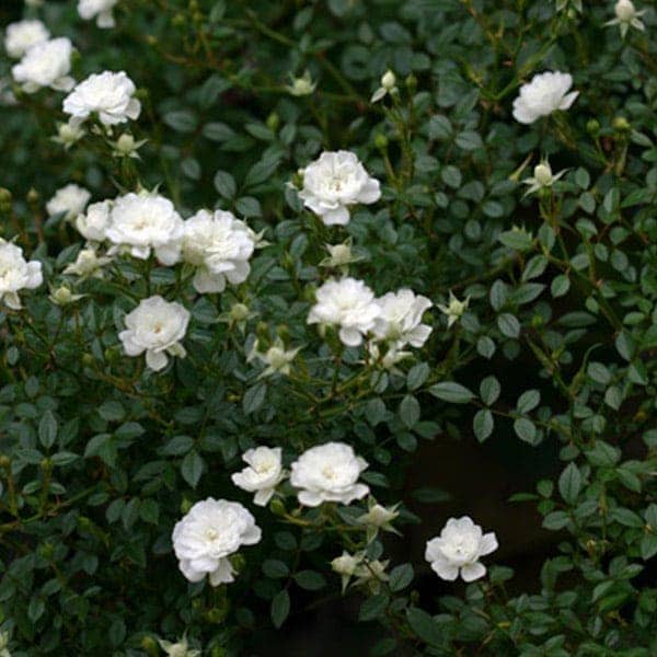 バラ苗 大苗 2026 雪あかり Yukiakari 国産ノイバラ台木使用 | 大苗