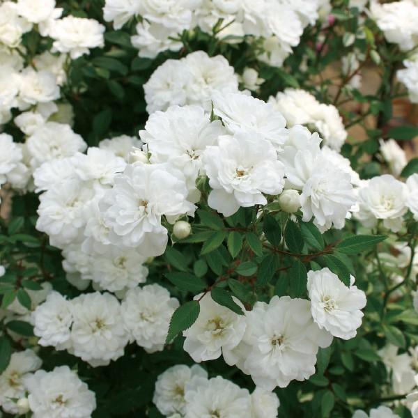 バラ苗 大苗 2026 雪あかり Yukiakari 国産ノイバラ台木使用 | 大苗