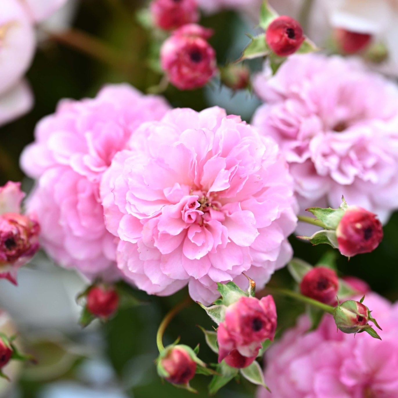 バラ苗 予約大苗 2026 プチポワン 国産ノイバラ台木使用 k30 | 予約