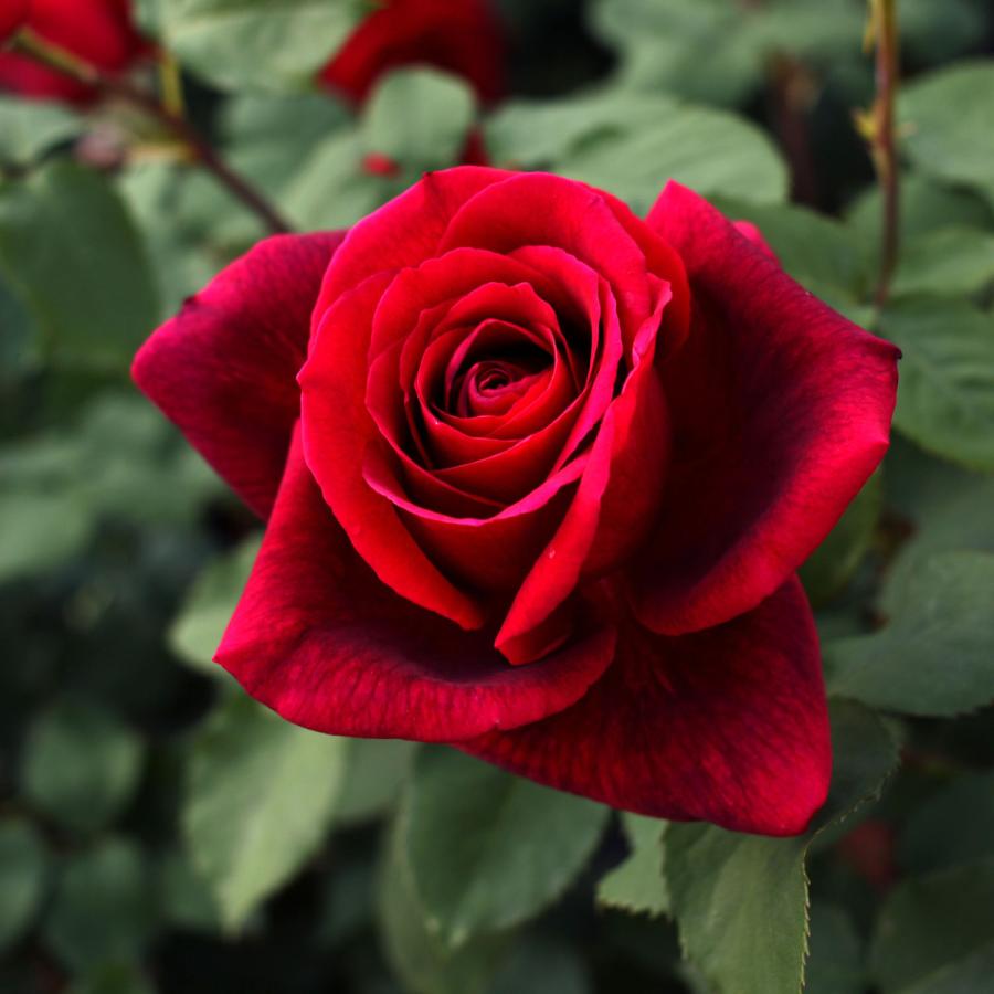 バラ苗 ローズ・ドゥ・メルスリー2024秋新品種発表 | 河本バラ園