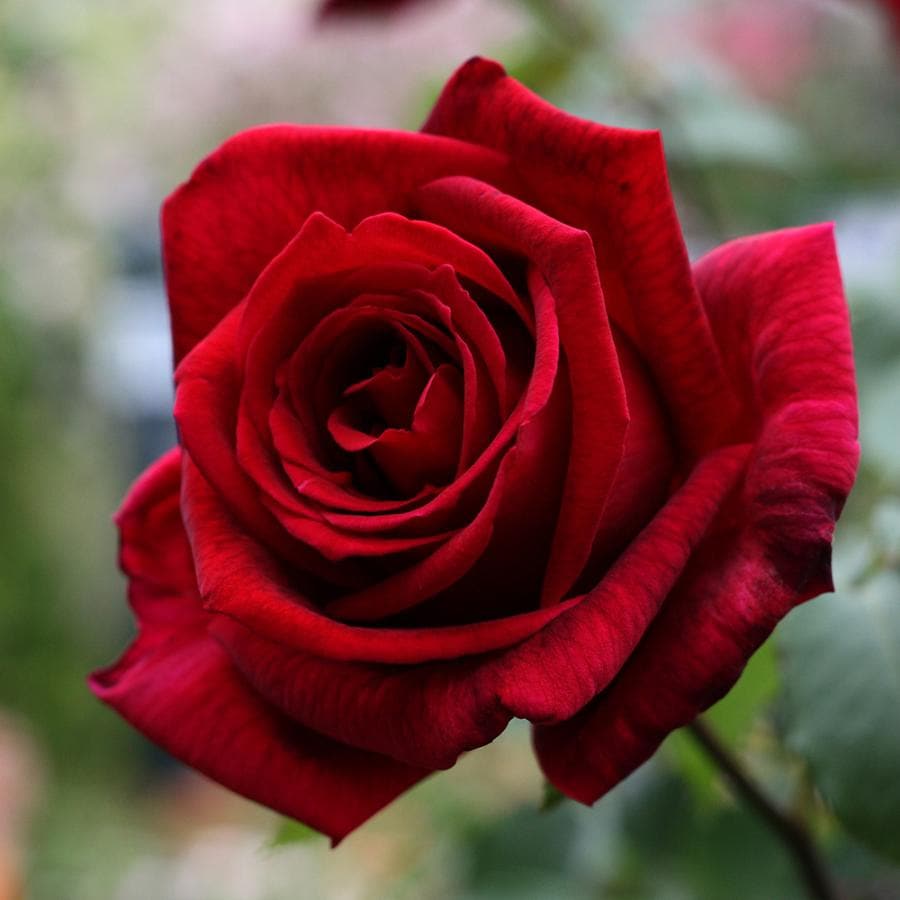 バラ苗 予約新苗 2026 パパ メイアン Papa Meilland 国産ノイバラ台木