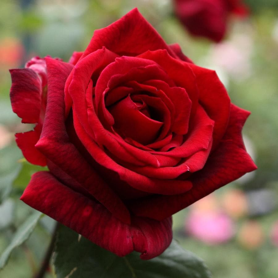 バラ苗 予約新苗 2026 パパ メイアン Papa Meilland 国産ノイバラ台木