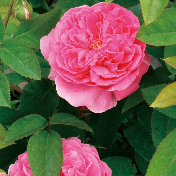 バラ苗 図鑑 ローズ笛吹 Rose Fuefuki 国産ノイバラ台木使用