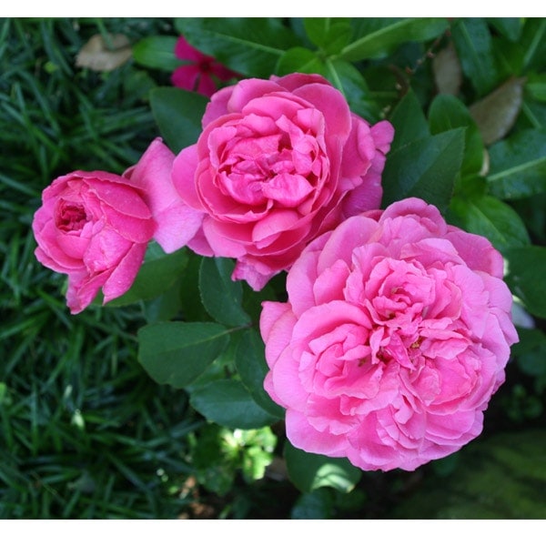 バラ苗 図鑑 ローズ笛吹 Rose Fuefuki 国産ノイバラ台木使用