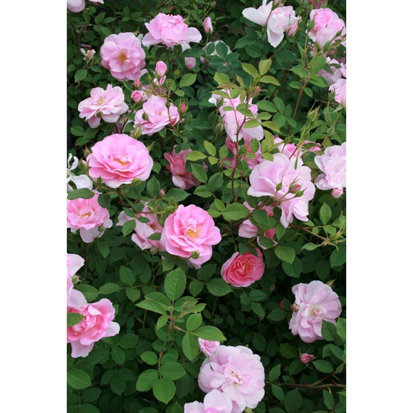 バラ苗 図鑑 キャリアド Cariad 国産ノイバラ台木使用 | ブランドから