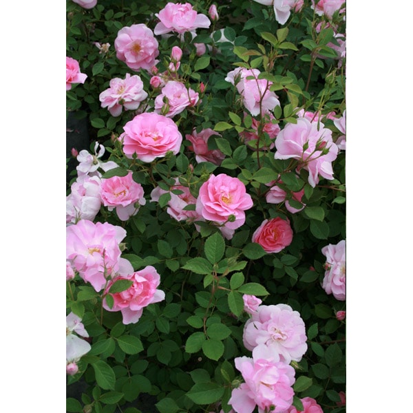 バラ苗 図鑑 キャリアド Cariad 国産ノイバラ台木使用 | ブランドから