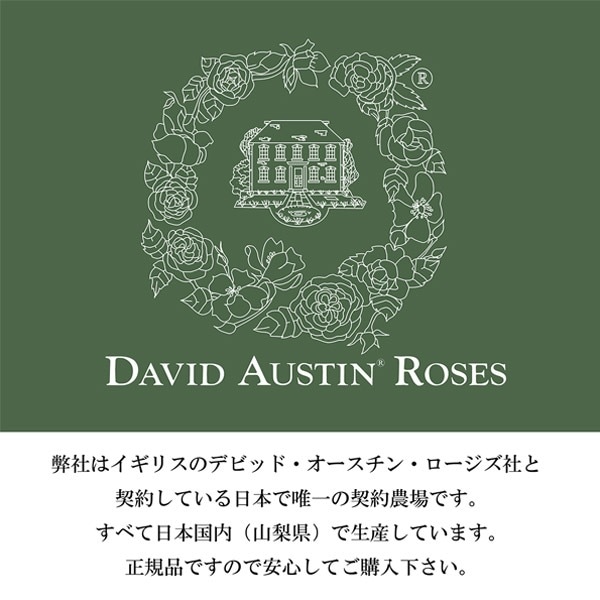 バラ苗 図鑑 キャリアド Cariad 国産ノイバラ台木使用 | ブランドから