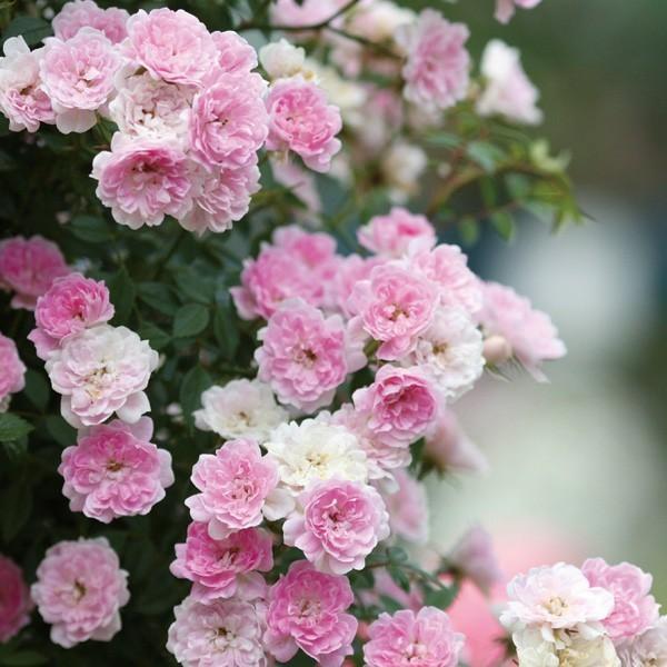 バラ苗 予約大苗 2026 夢乙女 ゆめおとめ Yumeotome 国産ノイバラ台木