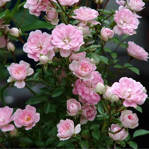 バラ苗 予約大苗 2026 夢乙女 Yumeotome 国産ノイバラ台木使用