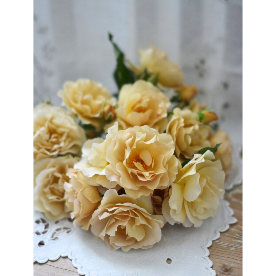 RIKO バラ 苗 バラ苗 【アイスバーグ】 (アウトレット苗) フロリバンダ 四季咲き 中