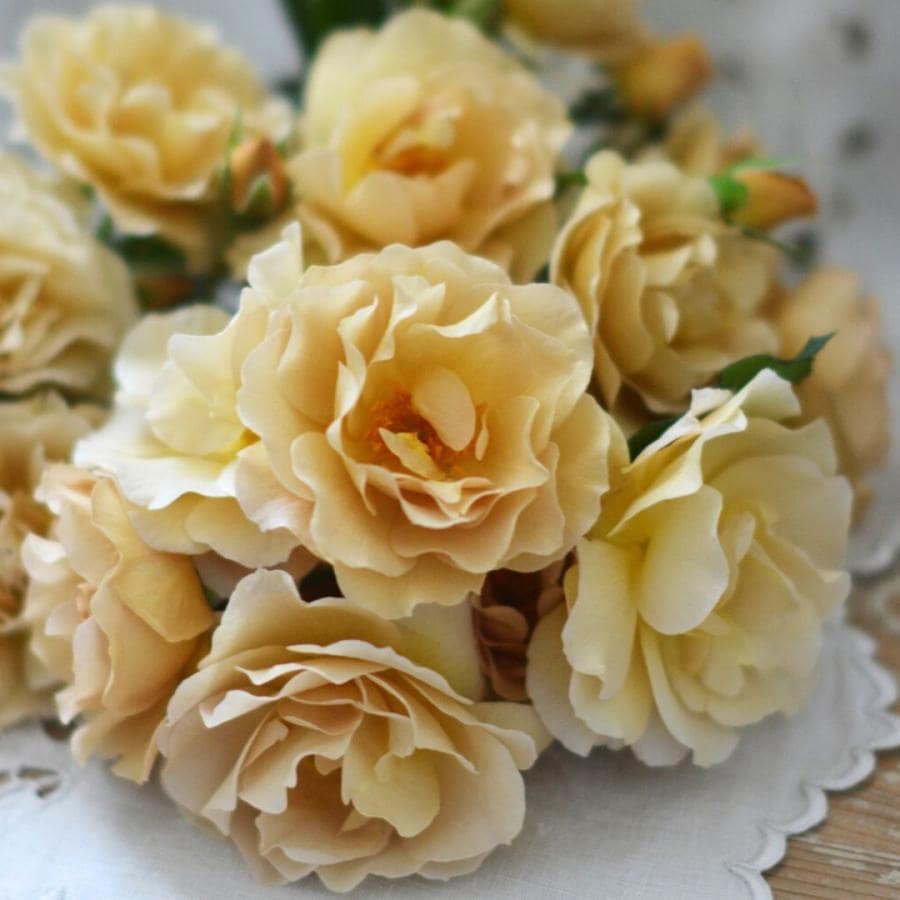 バラ苗 予約大苗 2026 ラ・ブロッシュ La broche 国産ノイバラ台木使用