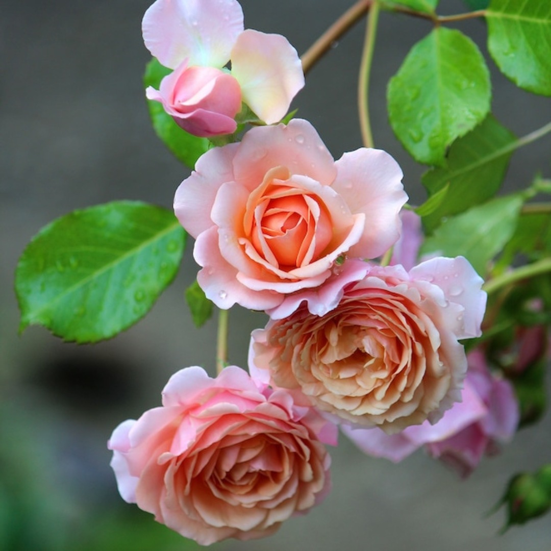 バラ苗　薔薇　さし木苗　イヴ系　切花品種　ネコポス バラ苗 薔薇 さし木苗 イヴ系 切花品種 ネコポス