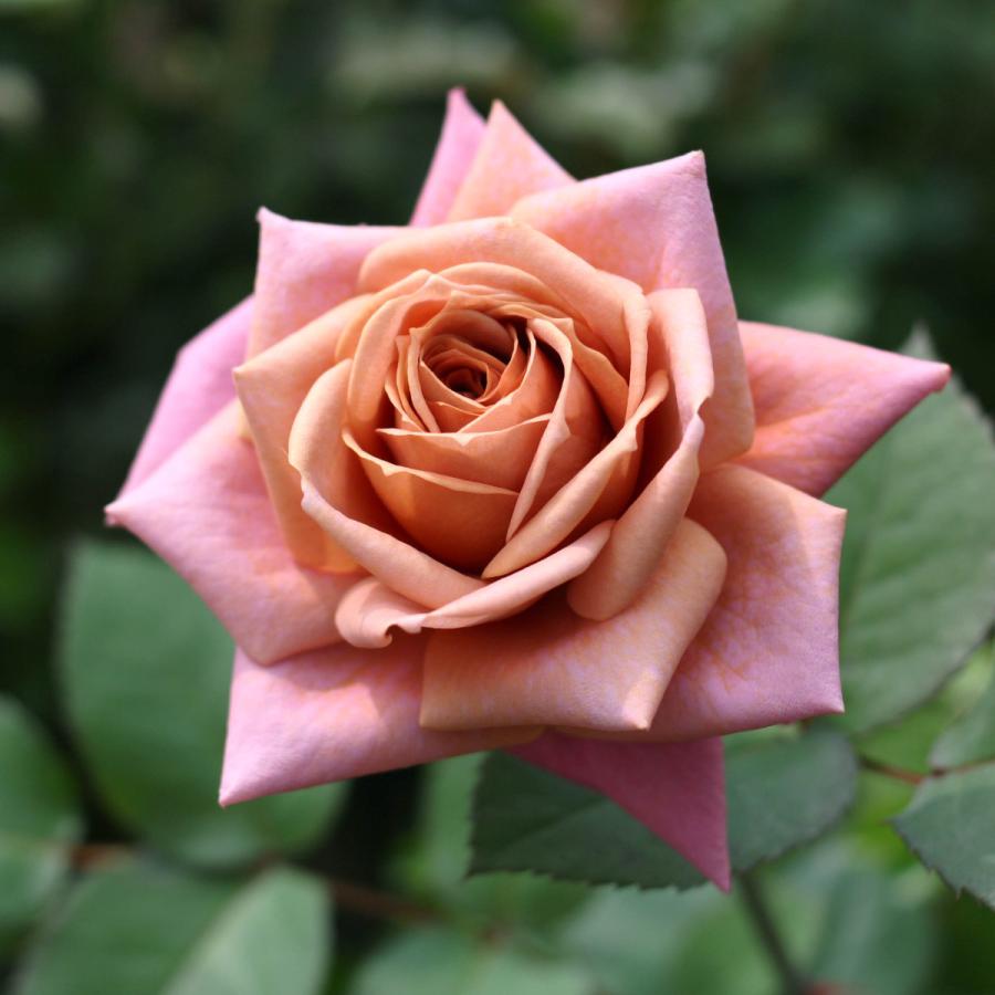 バラ苗 大苗 2026 禅 ぜん Zen 国産ノイバラ台木使用 | 大苗 2026