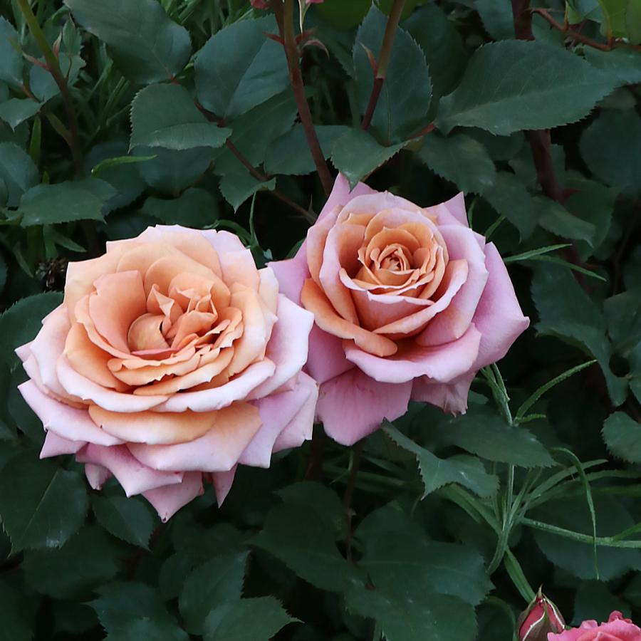 バラ苗 大苗 2026 禅 ぜん Zen 国産ノイバラ台木使用 | 大苗 2026