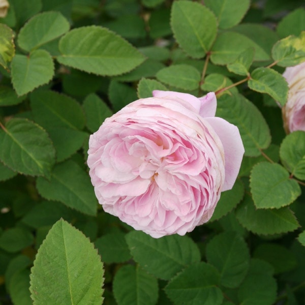 バラ苗 図鑑 クイーン アン Queen Anne 国産ノイバラ台木使用