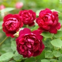 バラ苗 図鑑 アンダー ザ ローズ Under the Rose 国産ノイバラ台木使用