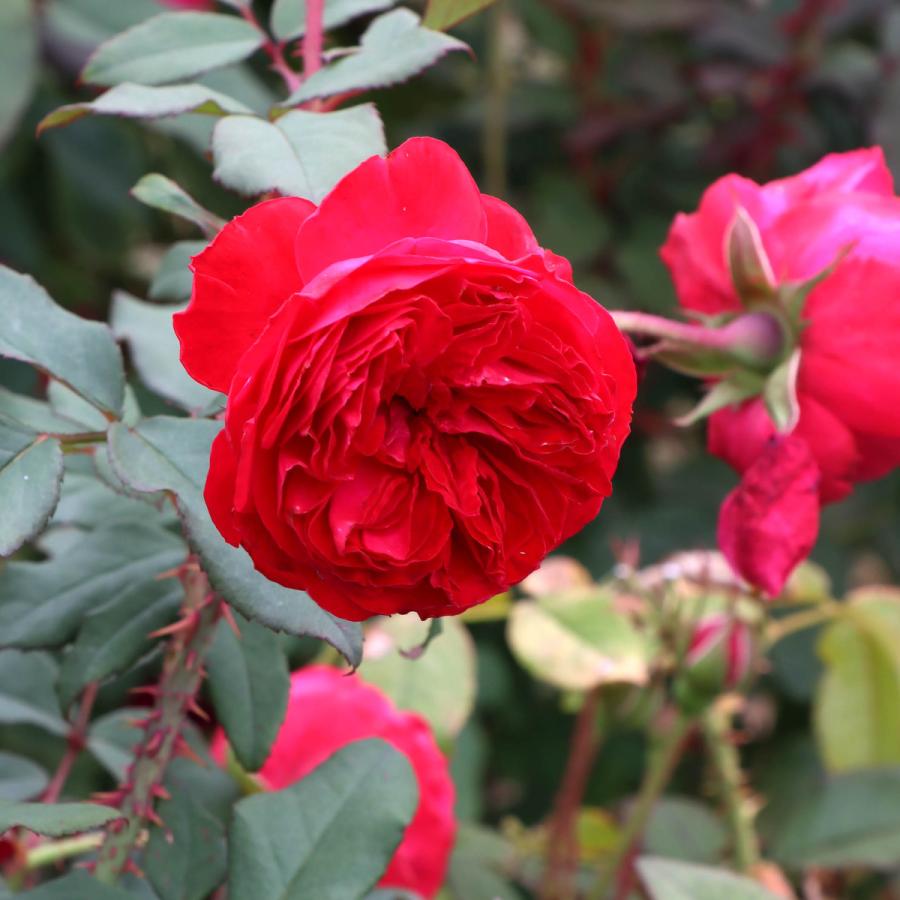 バラ苗 鉢植え6寸 2025 マイ ローズ My Rose 国産ノイバラ台木