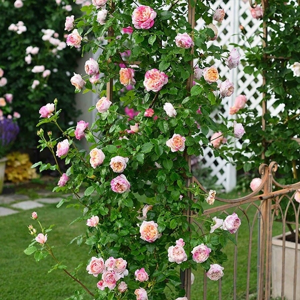 バラ苗 予約大苗 2026 エドゥアール マネ Edouard Manet 国産ノイバラ