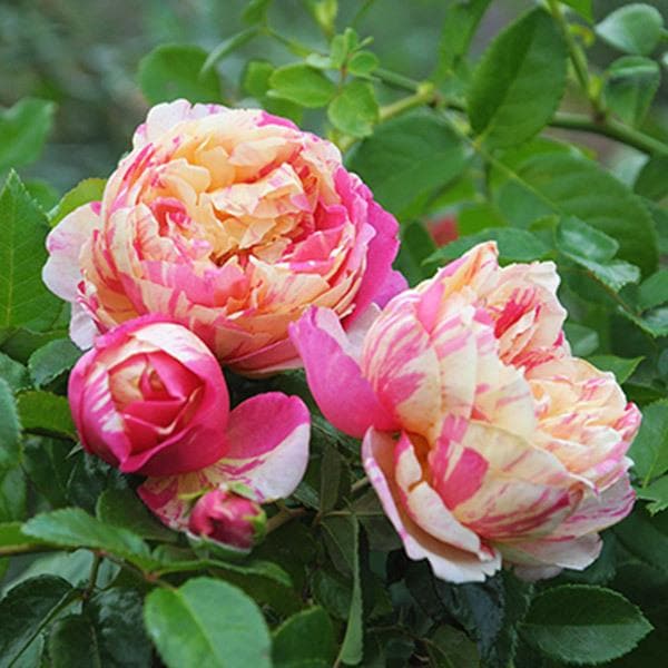 デェエマ バラ売り パラダイス・アロマ [DMX22-b 162/???] | トレカカク～デュエマ価格