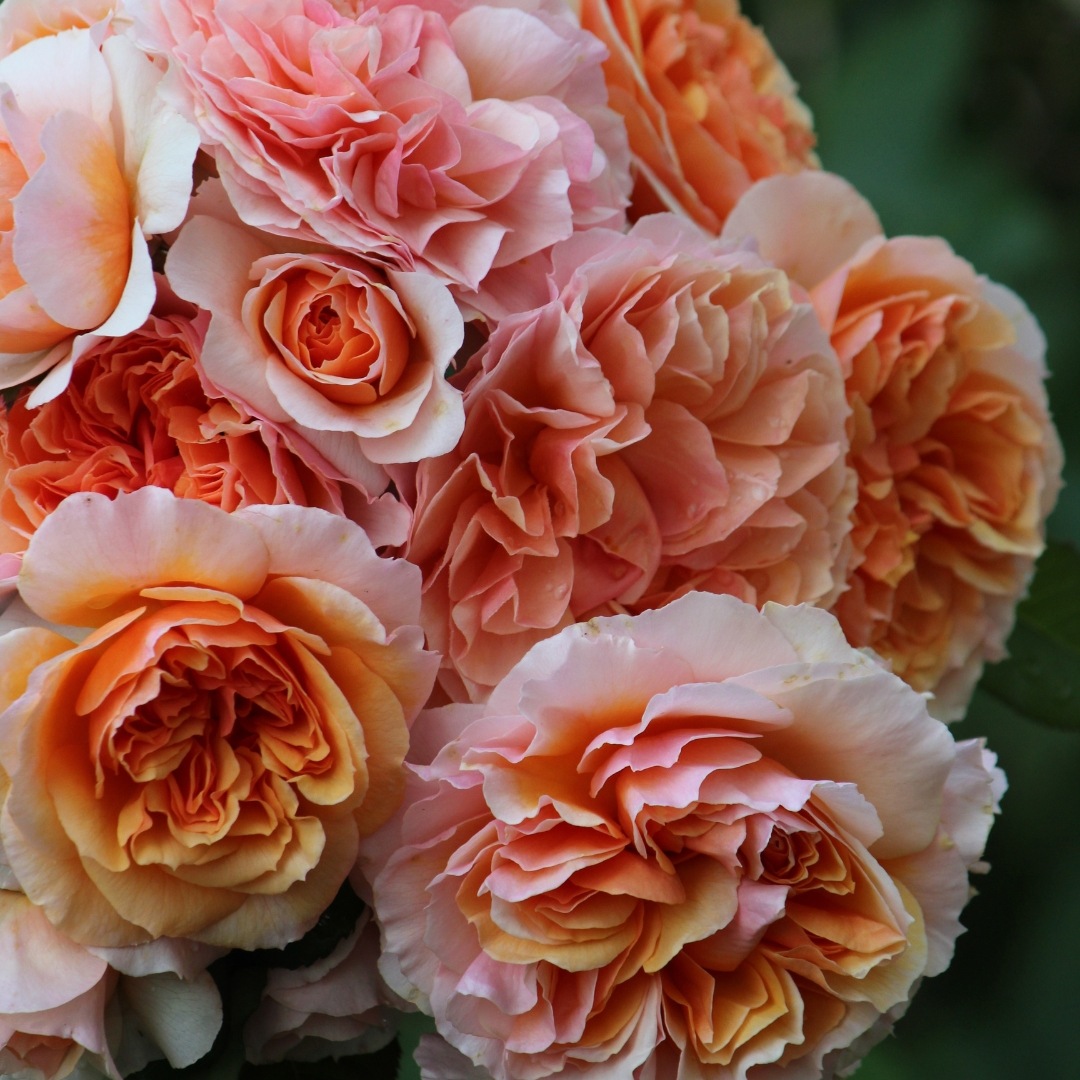 1_000000004737.jpg?1755154804