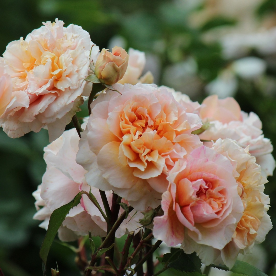 バラ苗 予約新苗 2026 ザビエル デ フライシネッテ Xevier de