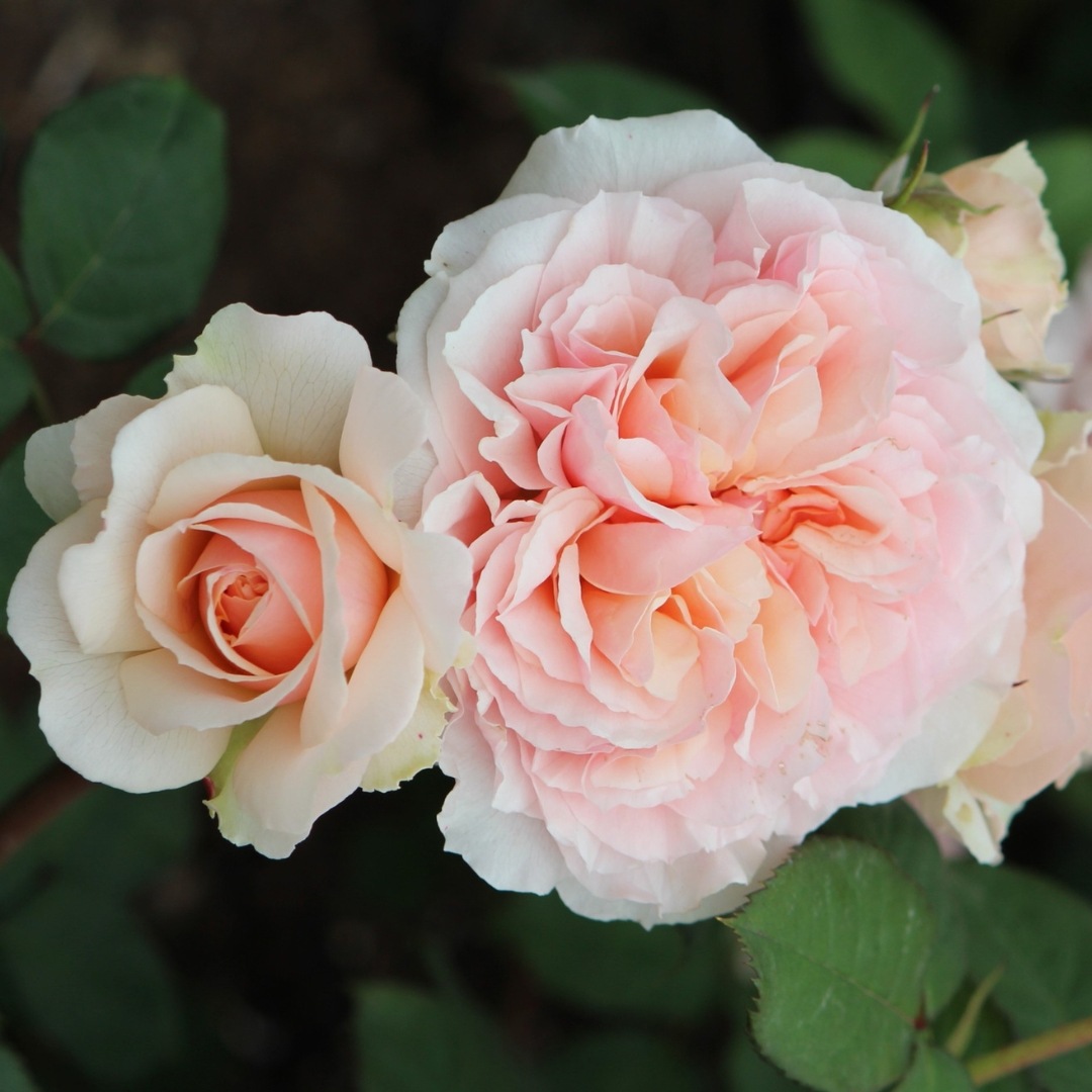 バラ苗 予約新苗 2026 ザビエル デ フライシネッテ Xevier de