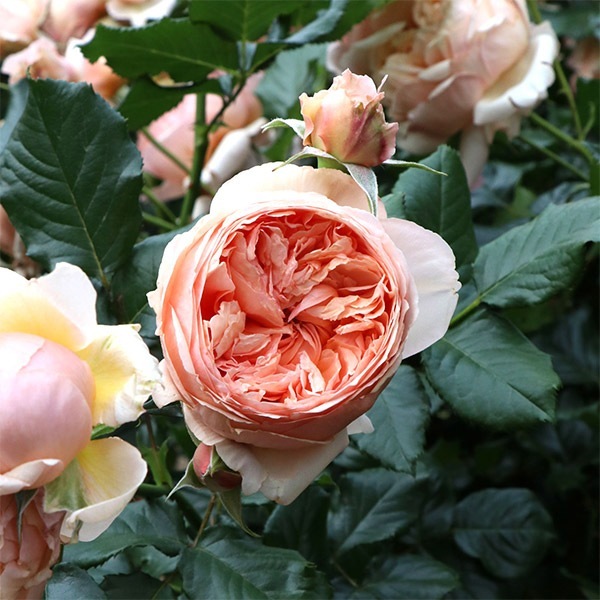 バラ苗 予約大苗 2026 真宙 まそら Masora 国産ノイバラ台木使用