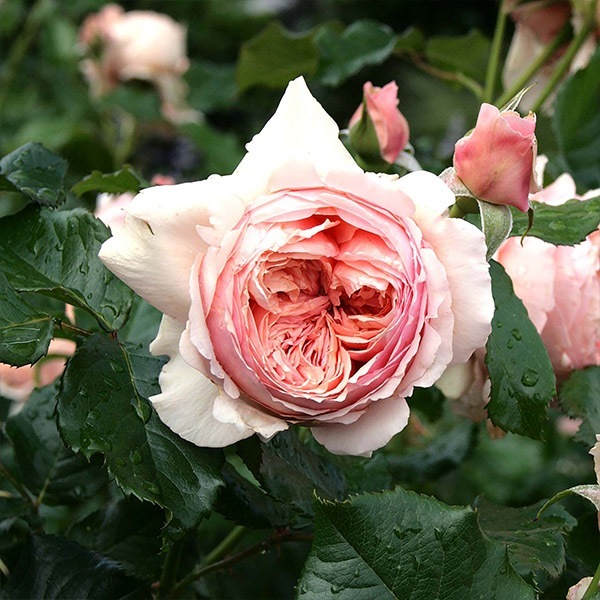 バラ苗 予約大苗 2026 真宙 まそら Masora 国産ノイバラ台木使用