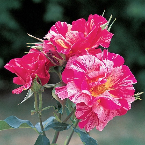 レア　❀同梱専用❀2550円　バラ　苗　♡♡ふぇいと バラ苗 予約大苗 2026 エドガー ドガ Edgar Degas 国産ノイバラ台木