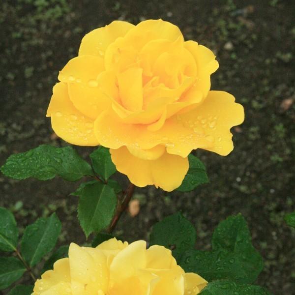 1_000000004638.jpg?1755071347