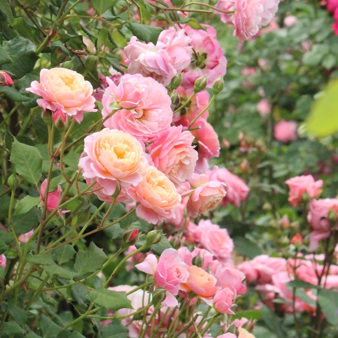 バラ　ルドゥーテ バラ苗 予約新苗 2026 プリ PJ ルドゥーテ Prix P.J. Redoute