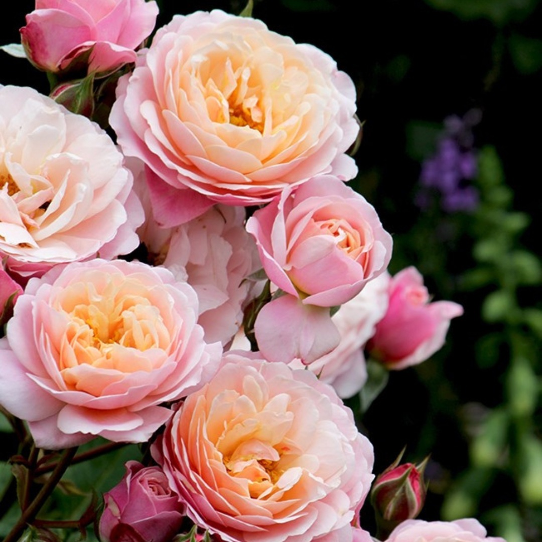 バラ　ルドゥーテ ピエール＝ジョゼフ・ルドゥーテ 植物画 バラ Rosa Centifolia