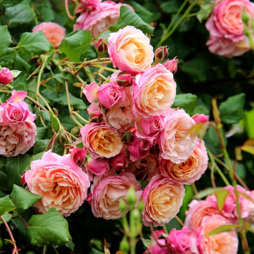 バラ　ルドゥーテ ルドゥーテ Redouté ｜ ピーキャットローズショップ