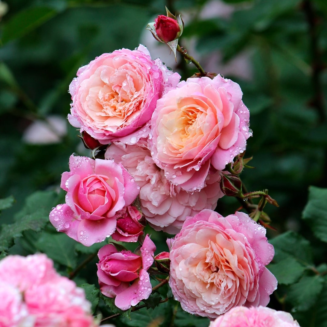 バラ　ルドゥーテ ルドゥーテ Redouté ｜ ピーキャットローズショップ